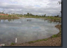 Rio Salado Wetlands